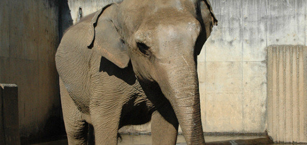 遊亀公園附属動物園実施設計業務委託