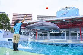 「しながわ水族館リニューアル整備運営準備事業」運営準備委託および 基本