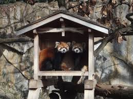 （仮称）野毛山動物園動物展示等複合施設新築工