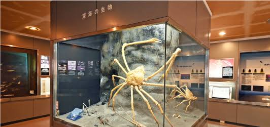 横須賀市自然・人文博物館リニューアル改修設計・製作等業務